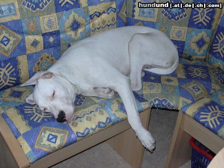 Dogo Argentino