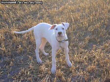 Dogo Argentino