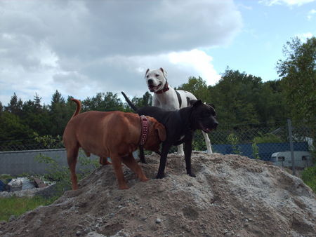 Dogo Argentino Unsere Kampfschmuser Nero, Roke, Laika