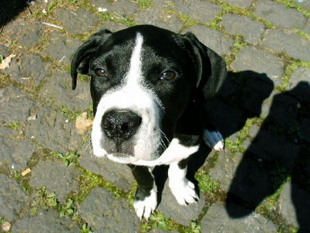 Dogo Argentino gib was süüüüüüssses