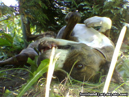 Dogo Argentino Dogomix beim Sonnenbaden