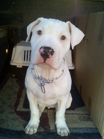 Dogo Argentino Hallo ich bin Spike