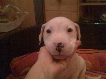 Dogo Argentino ** Spike**