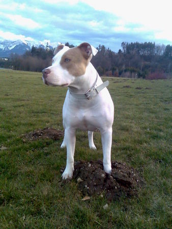 Dogo Argentino Dogo/Am.Staff. Mix    MAXIM