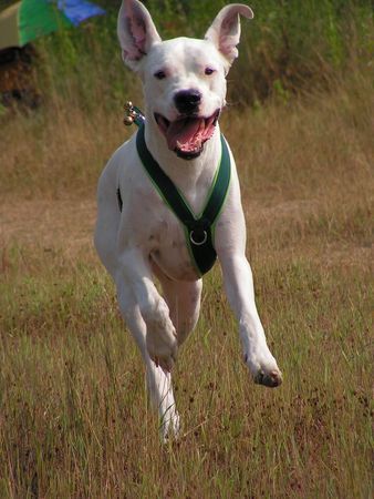 Dogo Argentino Bei der Arbeit- Flächensuche von Menschen