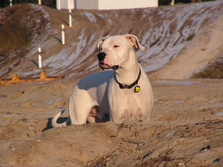 Dogo Argentino Licht verzaubert