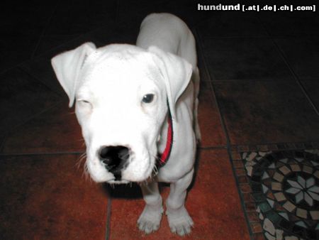 Dogo Argentino Serafin 