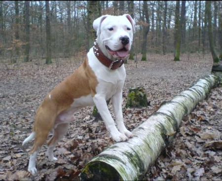 Dogo Argentino Bruno (8 Mon.)