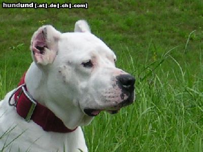 Dogo Argentino Duna de Encaste Albar