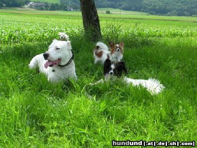 Dogo Argentino Ogi Fochris