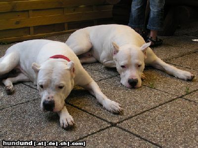 Dogo Argentino Duna mit Belico del  Navarro Knausser