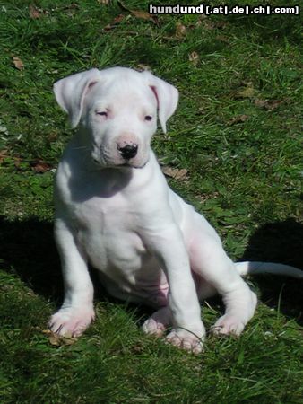 Dogo Argentino Puellae Fortes Bonito