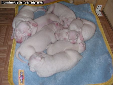 Dogo Argentino Dogo Puppys April 2005