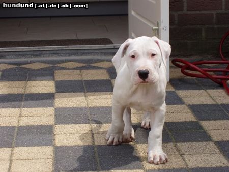 Dogo Argentino Dogo Argentino 