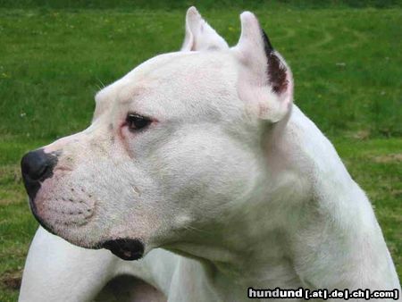 Dogo Argentino Süßer Kerl!