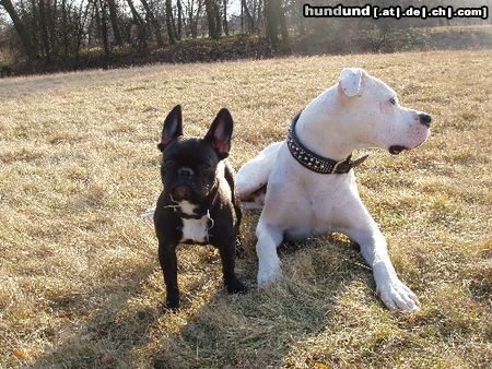 Dogo Argentino mein Hund und seine kleine Freundin