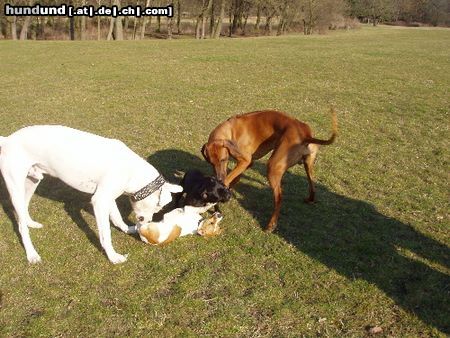 Dogo Argentino buntes Treiben im Stadtpark