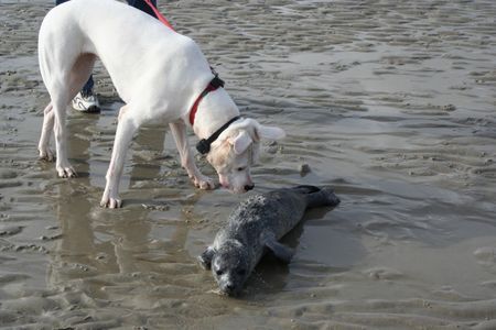 Dogo Argentino Emily und Robbie