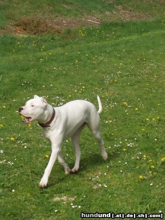 Dogo Argentino 10 Monate alt