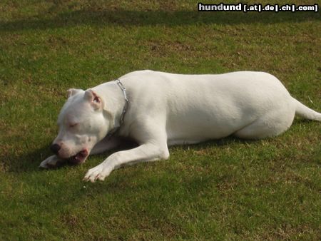 Dogo Argentino Unsere Ganja