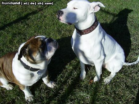 Dogo Argentino Fee und Sir Henry warten auf.........