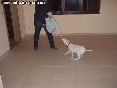 Dogo Argentino Igor Del Grande Casador Branco