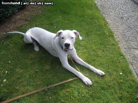 Dogo Argentino