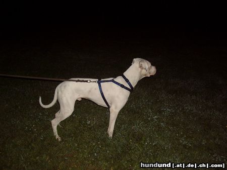 Dogo Argentino Hirsche in der Dämmerung