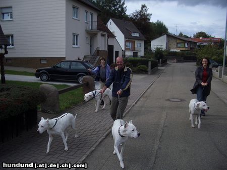 Dogo Argentino Vierer Gespann