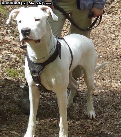 Dogo Argentino Jagdsequenz