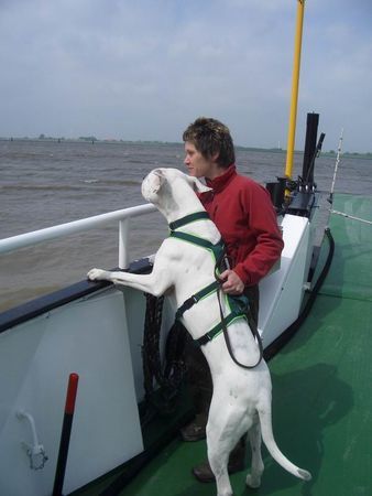 Dogo Argentino Der fliegende Holländer