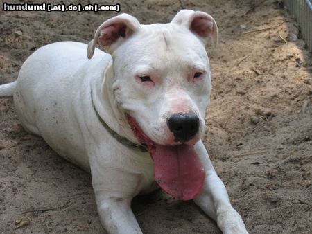 Dogo Argentino tante tilly nach dem buddeln....