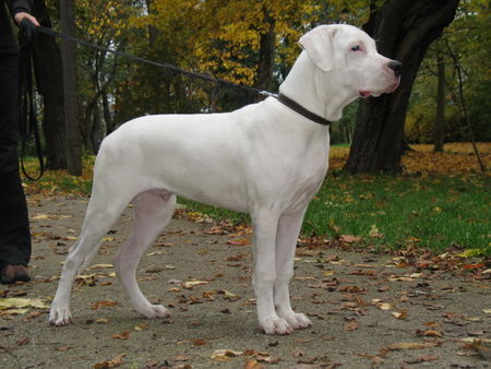 Dogo Argentino Tibu, 5 month