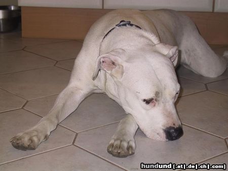 Dogo Argentino jenny