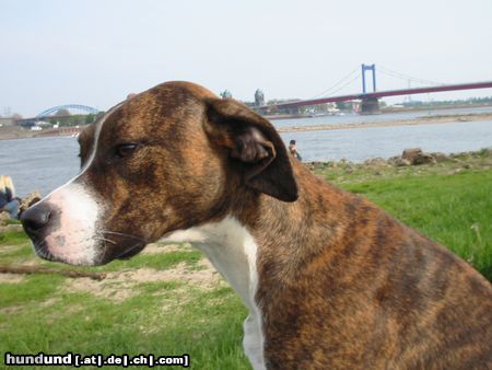 Dogo Argentino Dogomix auf Futtersuche