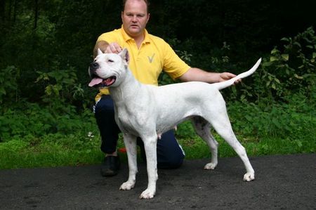 Dogo Argentino Dogo Argentino Kennel De La Belleza Blanca