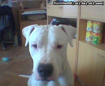 Dogo Argentino Das ist unsrer Süßer Oreon,er ist jetzt 1 jahr und 3 mon.