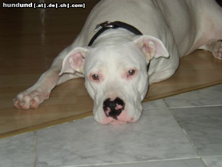 Dogo Argentino