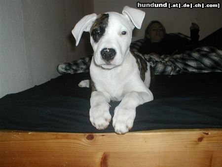 Dogo Argentino