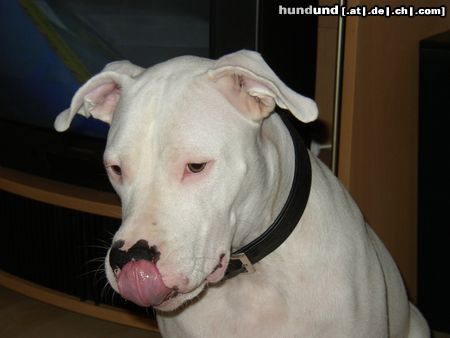 Dogo Argentino Hmmm ...Katze war lecker.....