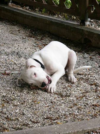 Dogo Argentino dessa beim lunch :-)