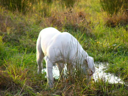 Dogo Argentino dessa beim fischen