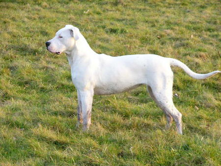 Dogo Argentino dessa 28 wochen