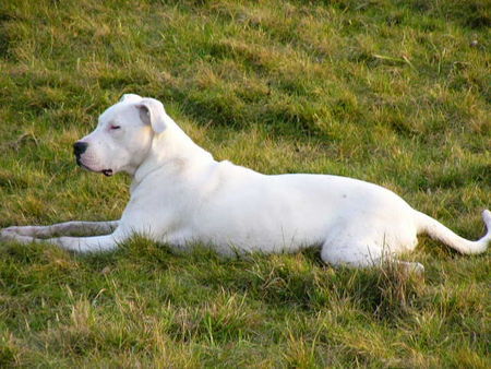 Dogo Argentino dessa 28 wochen