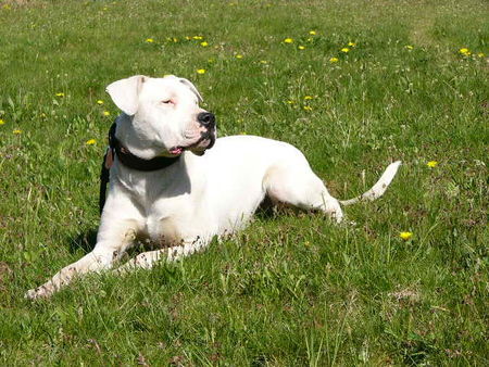 Dogo Argentino Dessa von Knauserwald