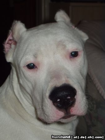 Dogo Argentino