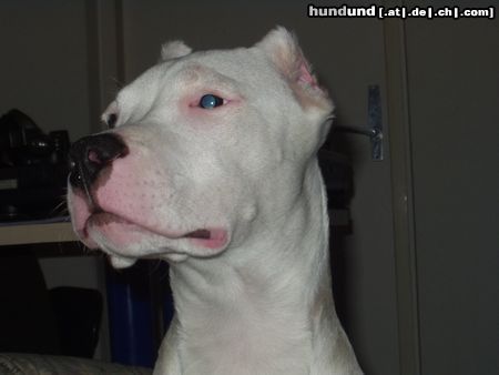 Dogo Argentino Immer wachsam!