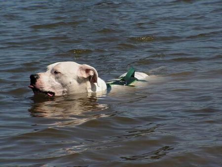 Dogo Argentino Ich kann so schön schwimmen...