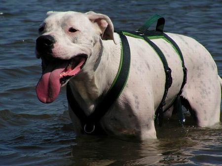 Dogo Argentino Schwimmen tut gut