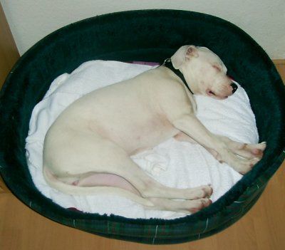 Dogo Argentino